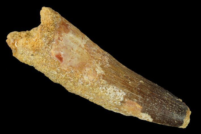 Spinosaurus Tooth - Real Dinosaur Tooth #153443